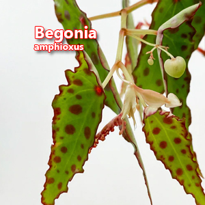 Begonia amphioxus